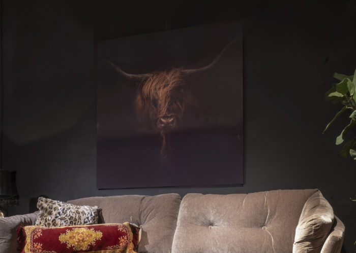 I am a Bull - Bad Hairday