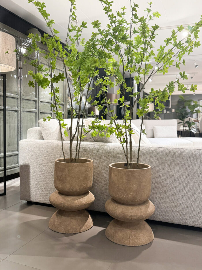 Plant / Boompje Enkianthus